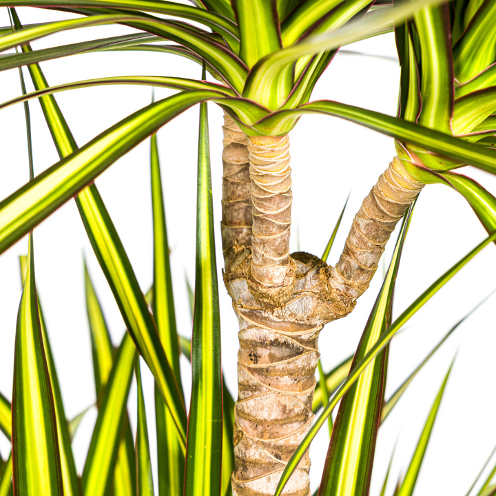 Dracaena Marginata Sunray 130-150cm — Madagascar Dragon Tree in 24cm pot