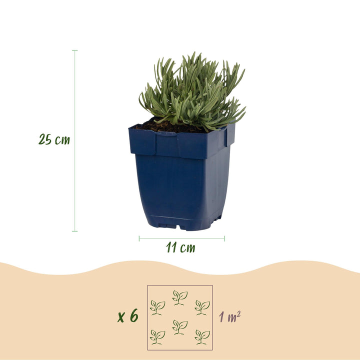 Lavandula angustifolia 'Hidcote' lavender, pack of 24 plants in 11cm pots - view 3