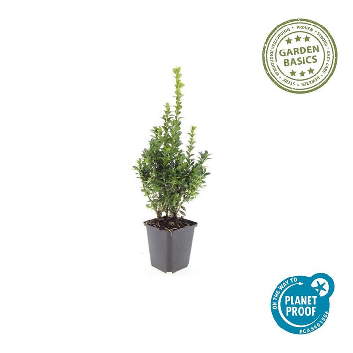 48x Buxus Sempervirens - ↕10-25cm - Ø9cm