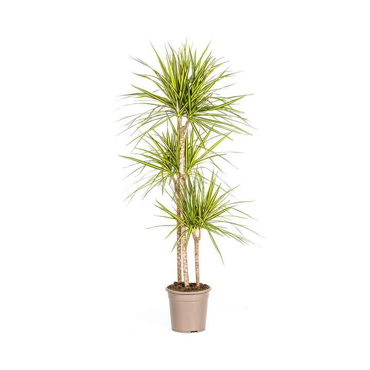 Dracaena Marginata Sunray 130-150cm — Madagascar Dragon Tree in 24cm pot