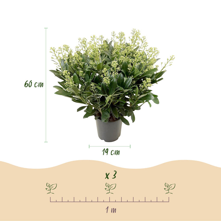 Pack of 2 Skimmia japonica 'Finchy' plants in 19cm pots, 60cm tall - view 3