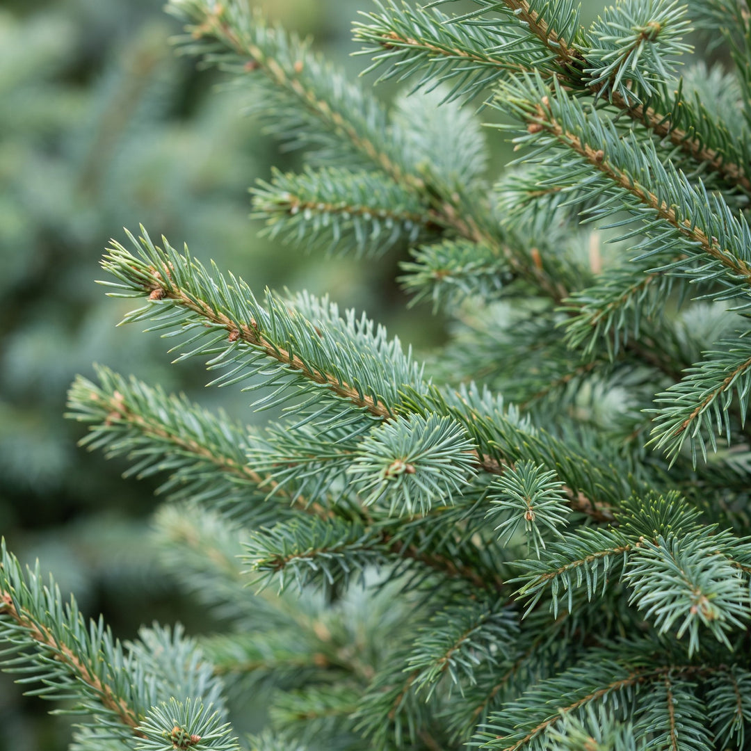 Pack of 2 potted serbian spruce Christmas trees, 70cm in 23cm pots - view 4