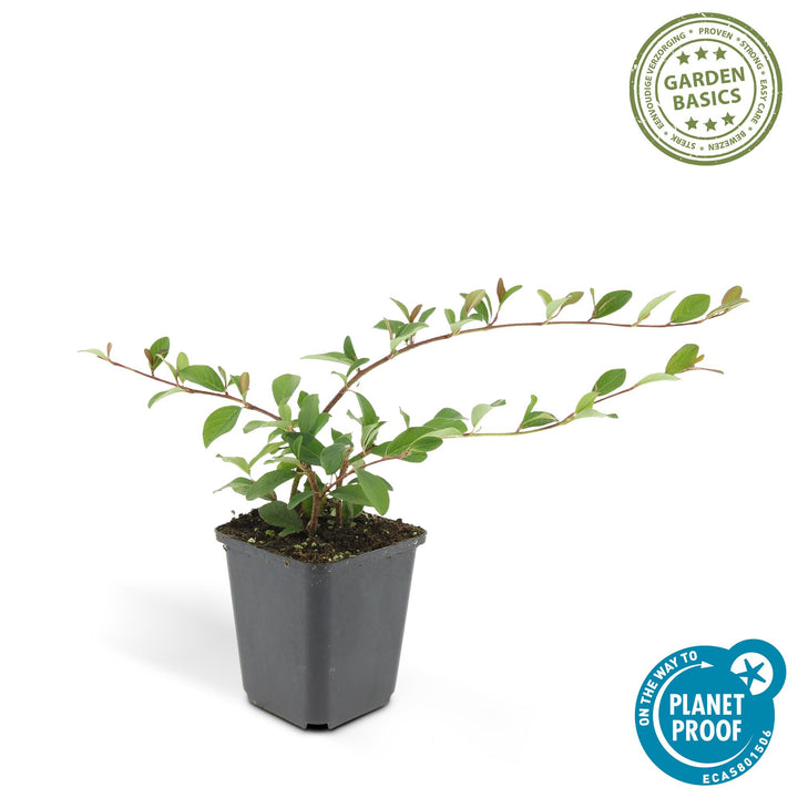 6x Cotoneaster dammeri - ↕10-25cm - Ø9cm styled in an Irish home interior