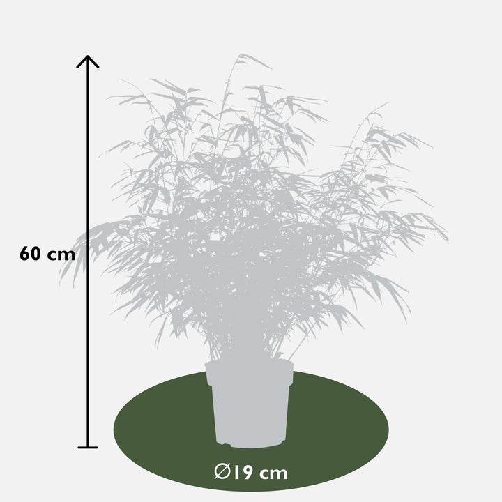 Fargesia rufa 80cm — Clumping Bamboo in 29cm pot