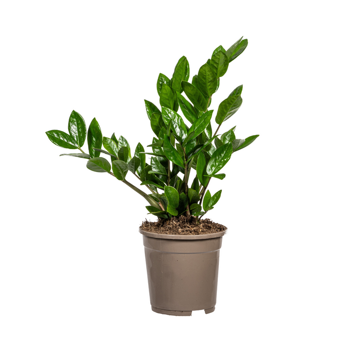 Zamioculcas Zamiifolia 40-50cm — ZZ Plant in 17cm pot