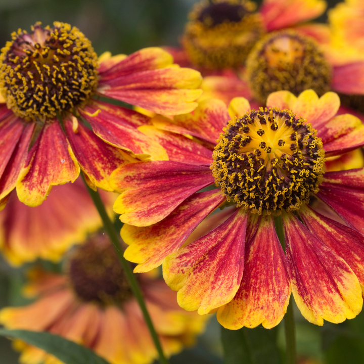 Healthy foliage and strong roots close-up of 24x Helenium 'Moerheim Beauty' - ↕10-25cm - Ø9cm