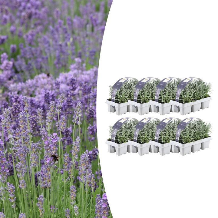 True Lavender Plants - Lavandula Angustifolia 6 Pack Live Plants