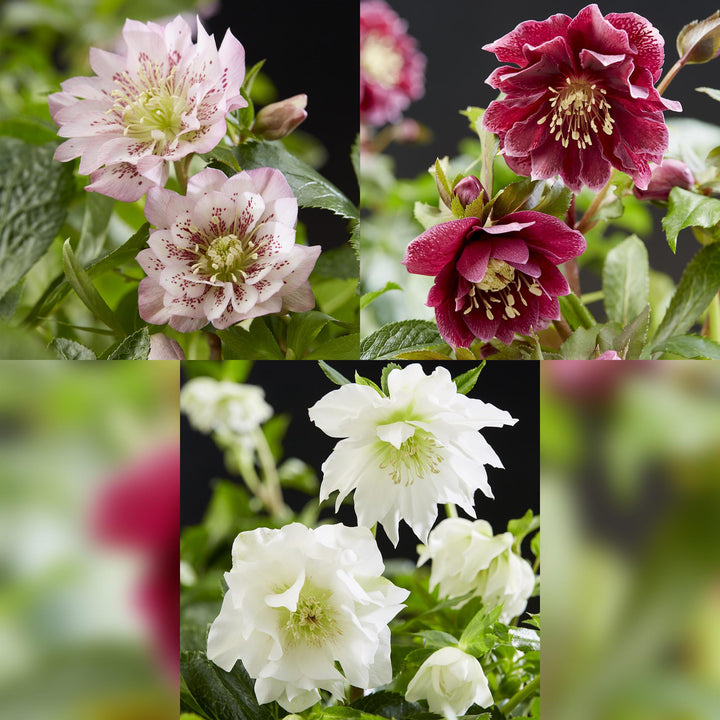 3x Helleborus orientalis 'Double Ellen' mixed colours Lenten Rose in 14cm pots - view 4