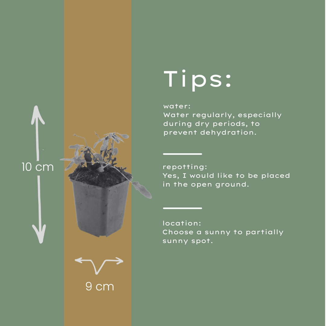 60x Salvia n. 'Schneehugel' - ↕10-25cm - Ø9cm