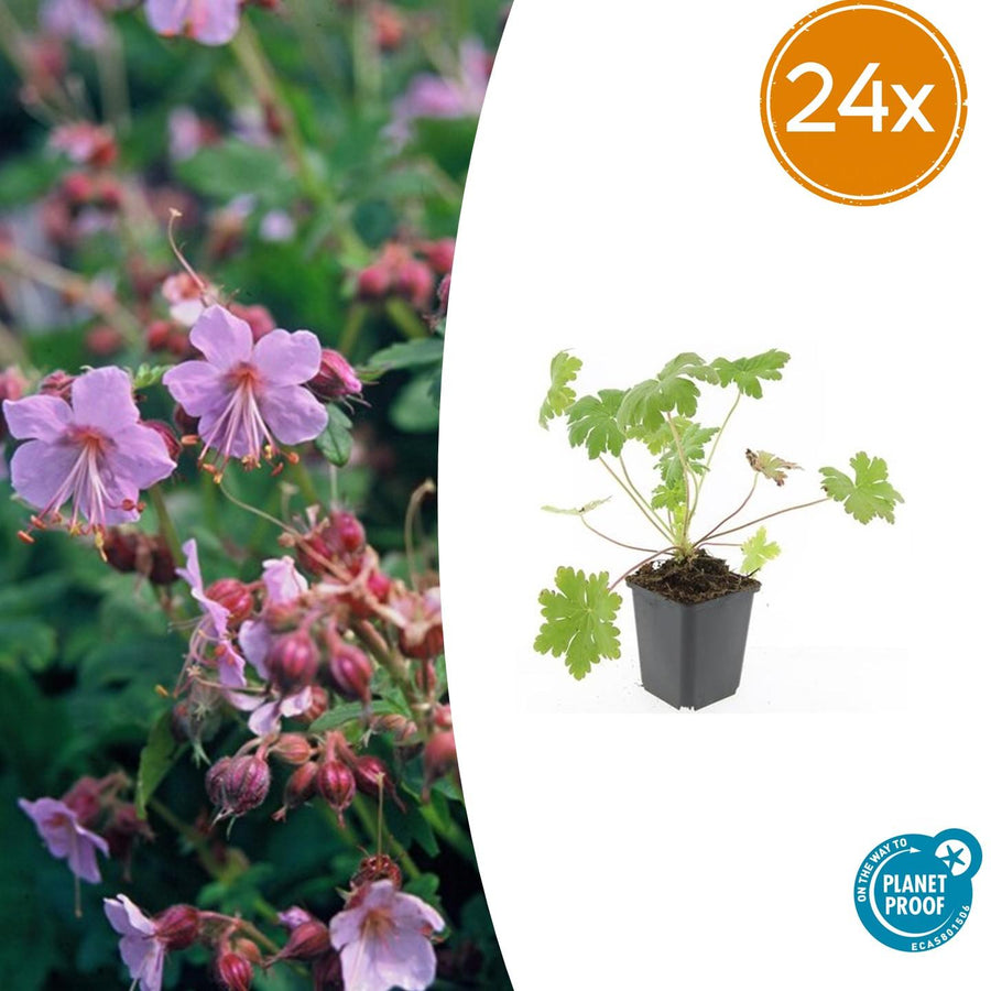 Hardy pink geranium plants in 24-pack, ideal for ground cover and borders, from Everspring.