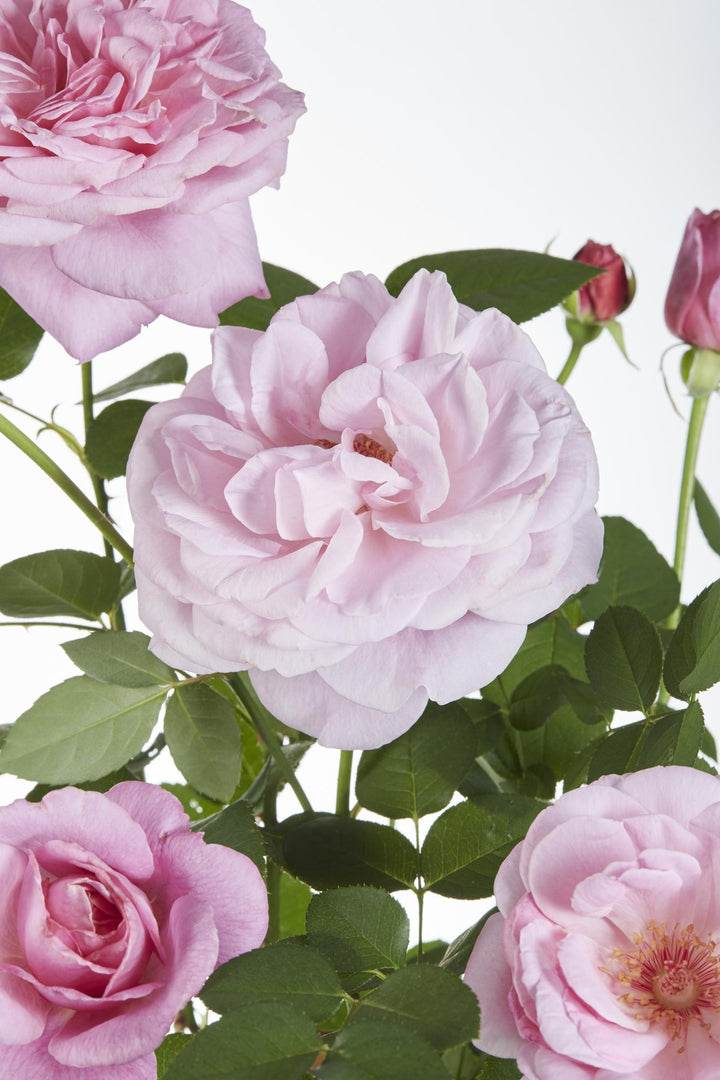 3x Rosa Crazy in Love Pink - Fragrant Pink Climbing Rose - Ø15cm - ↕65cm