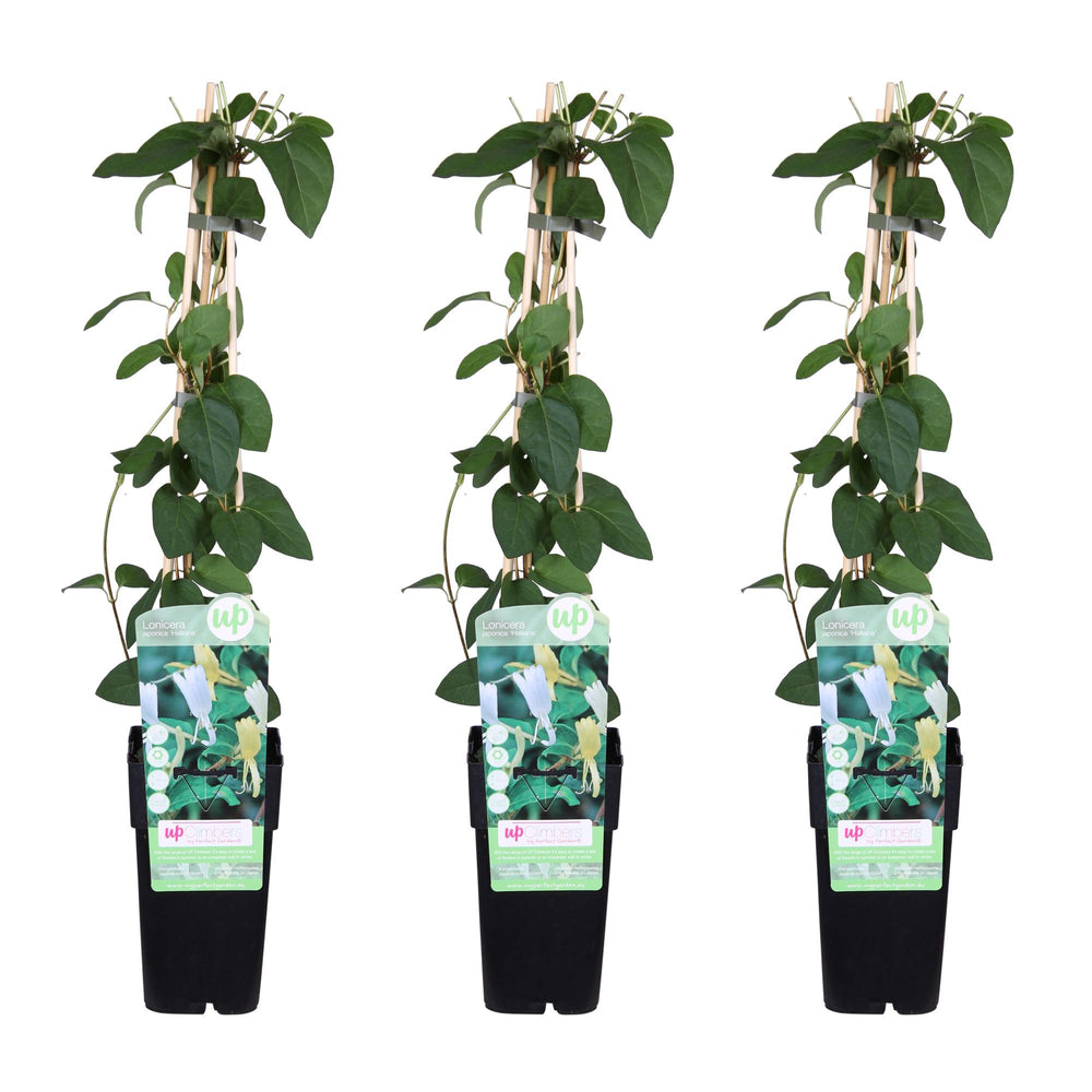 Healthy foliage and strong roots close-up of 3x - Lonicera japonica 'Halliana' - ↨65cm - Ø15