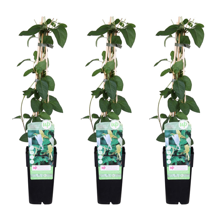 Healthy foliage and strong roots close-up of 3x - Lonicera japonica 'Halliana' - ↨65cm - Ø15