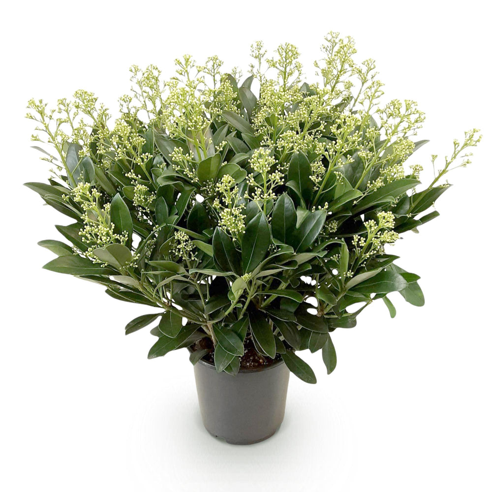 Skimmia japonica 'Finchy' in a 19cm pot, 60cm tall - view 2