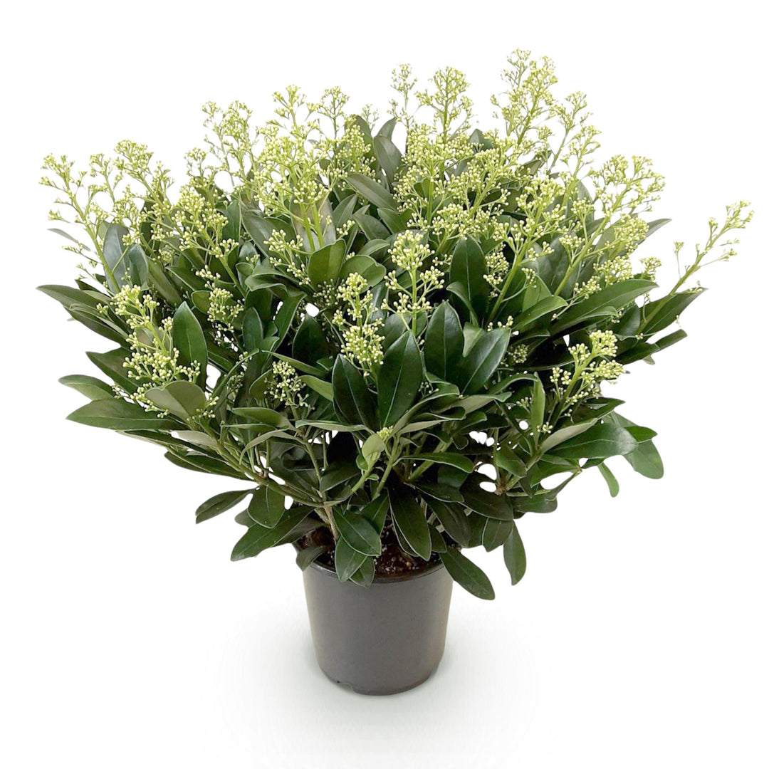 Skimmia japonica 'Finchy' in a 19cm pot, 60cm tall - view 2