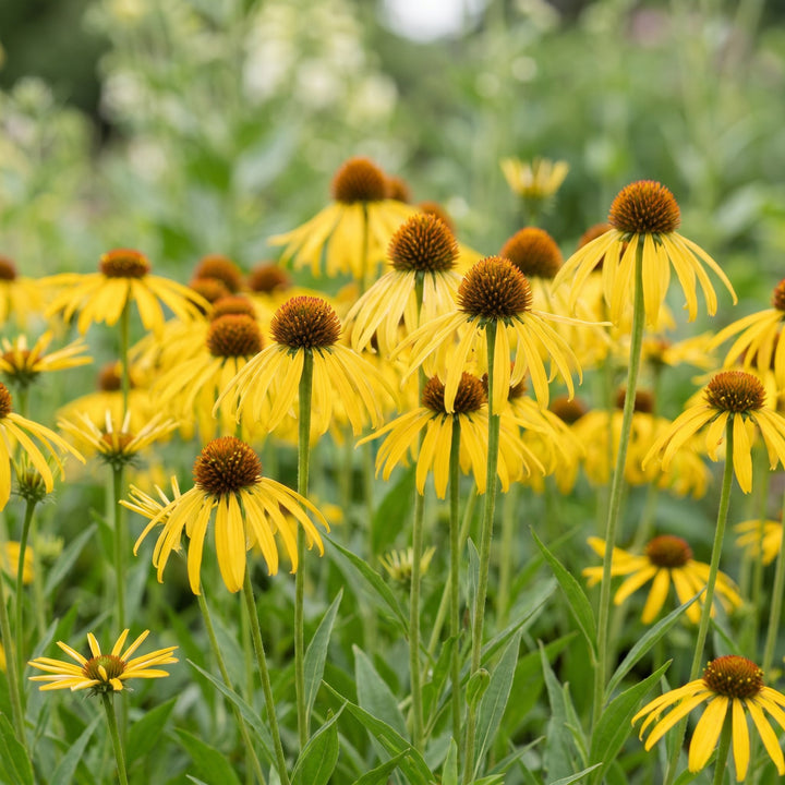 24x Echinacea paradoxa yellow coneflower plants in 11cm pots - view 5