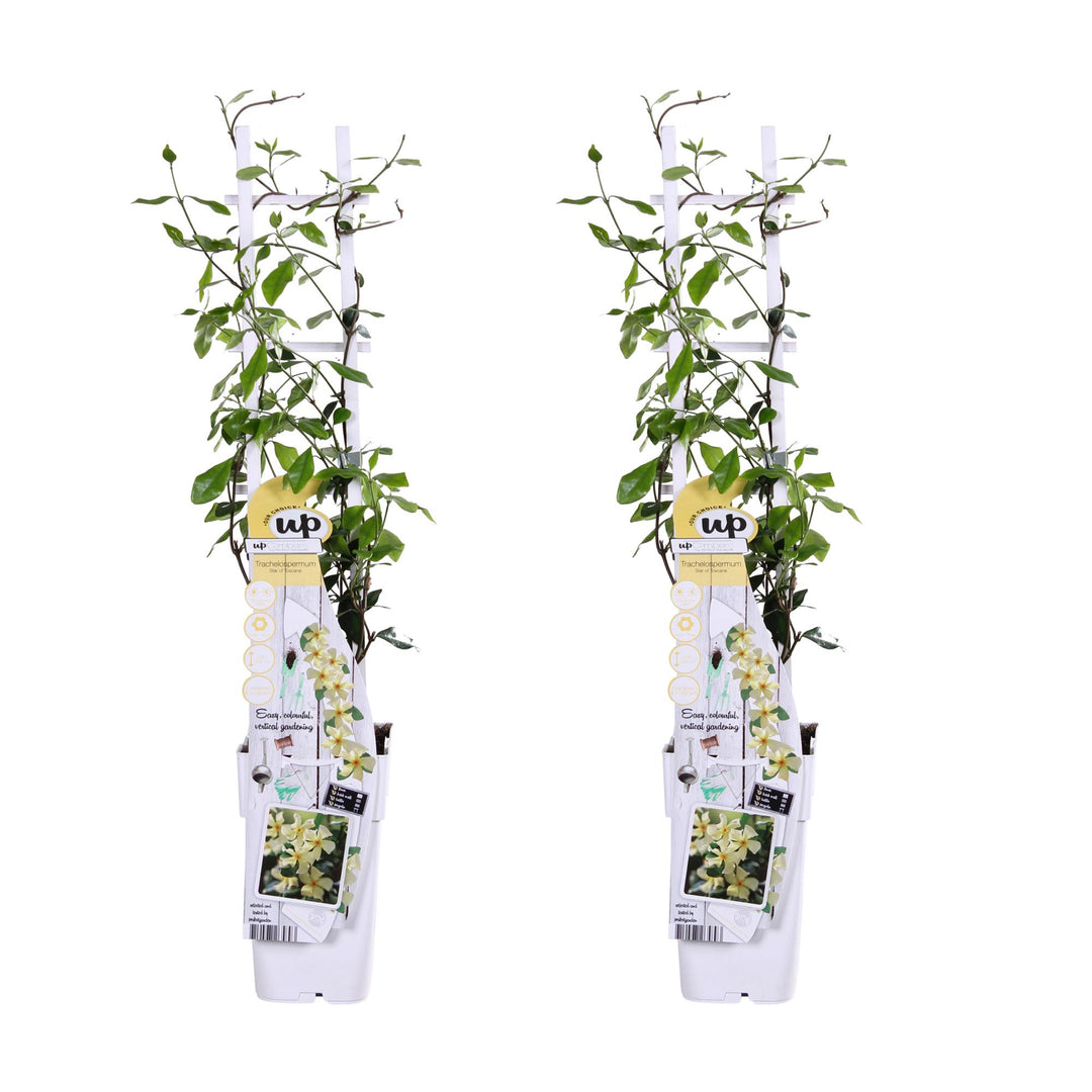 2x - Trachelospermum 'Star of Toscana' - ↨65cm - Ø15 styled in an Irish home interior