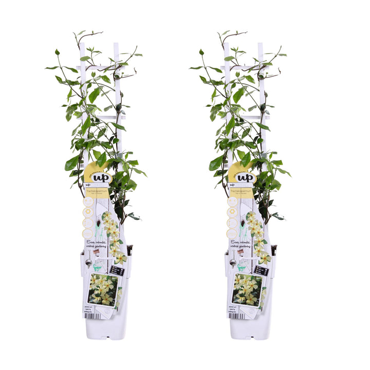 2x - Trachelospermum 'Star of Toscana' - ↨65cm - Ø15 styled in an Irish home interior