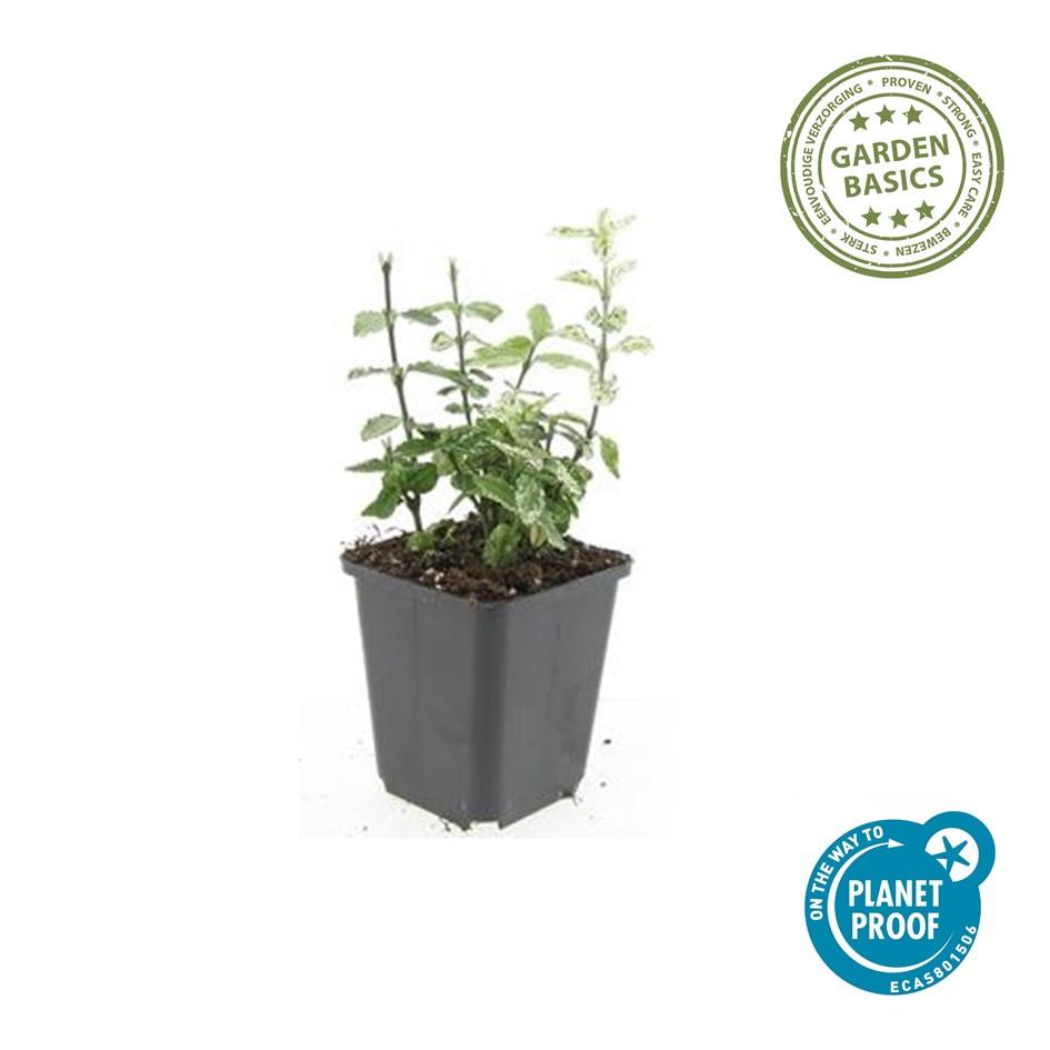 48x Euonymus fortunei 'Harlequin' Variegated Ground Cover - 10-25cm