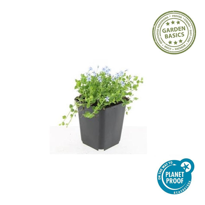 48x Isotoma fluviatilis 'Alba' White Star Creeper - 9cm Pots