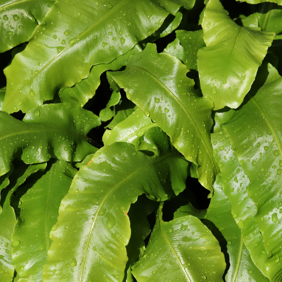 Bright lime-green hart's tongue fern fronds with wavy edges and water droplets, densely clustered foliage viewed from above