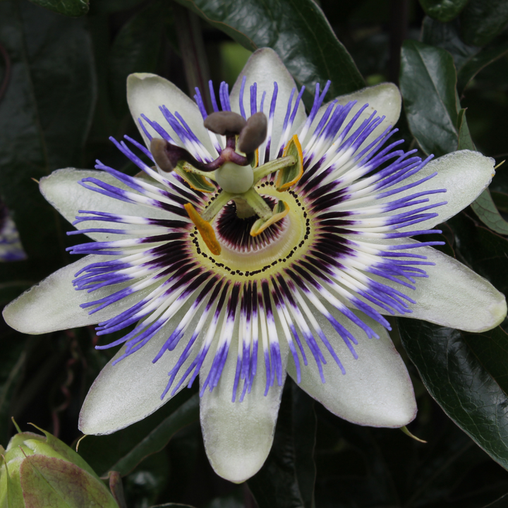 Blue passion flower (Passiflora caerulea), view 4