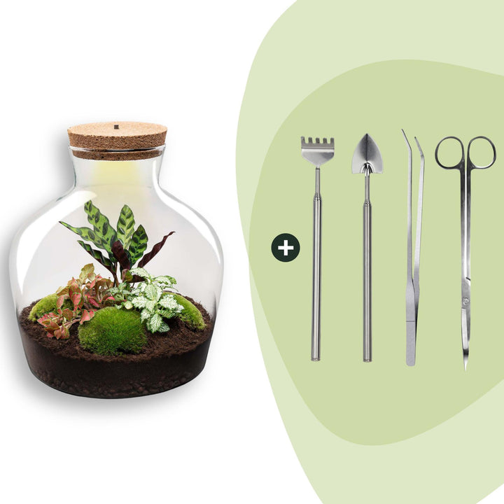 DIY terrarium kit in a red-tinted cork-topped glass jar, planted with ferns and cushion moss, shown with its planting tools, 30cm tall