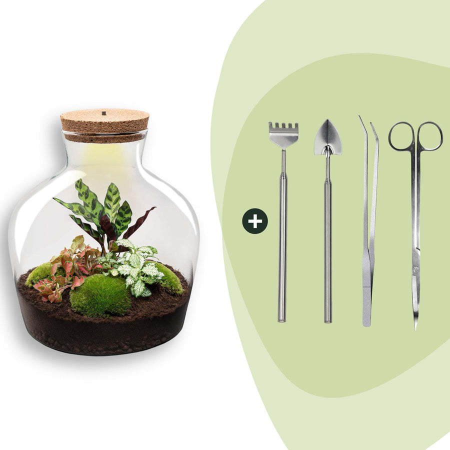 DIY terrarium kit in a red-tinted cork-topped glass jar, planted with ferns and cushion moss, shown with its planting tools, 30cm tall
