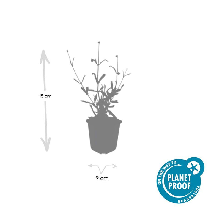 6x Verbena bon. 'Lollipop' - ↕10-25cm - Ø9cm