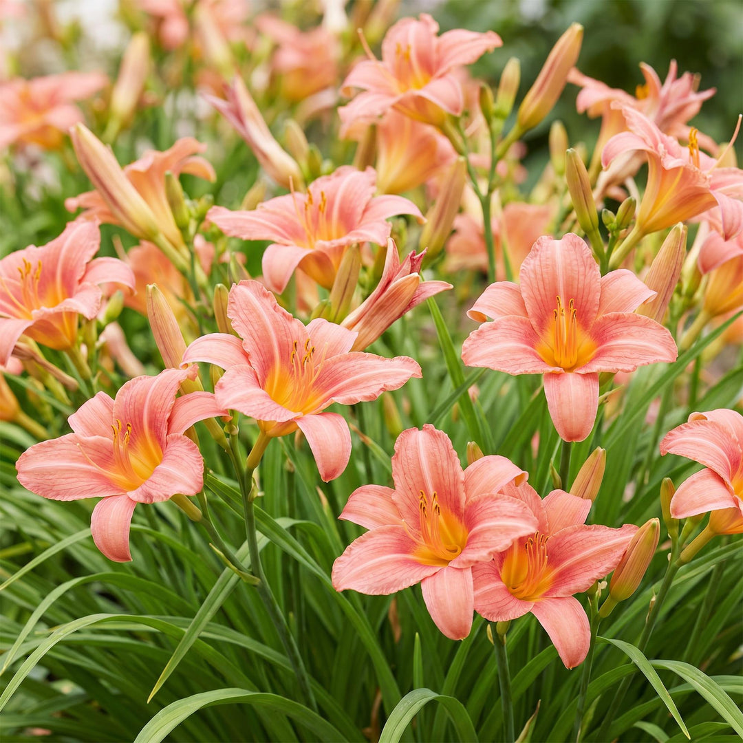 24 Hemerocallis 'Pink Damask' daylily plants in 11cm pots, 15-25cm tall - view 5