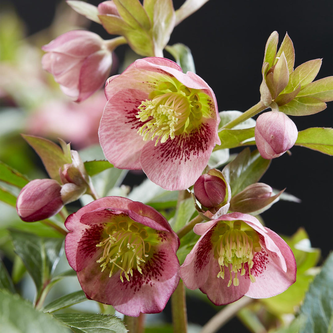 Helleborus 'Dacaya' hellebore in a 19cm pot, 50cm tall - view 4