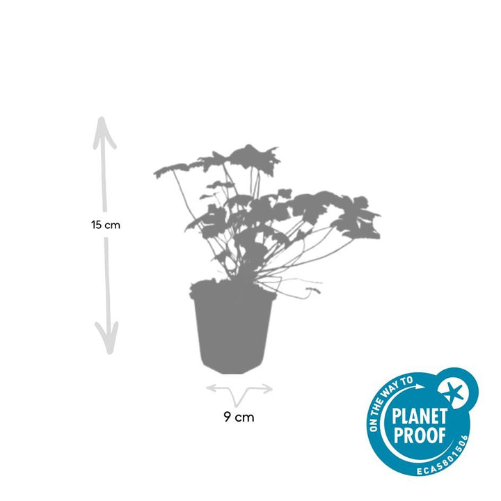 Geranium 'Tiny Monster': Compact Blue Blooms All Summer Long – Shop Now!
