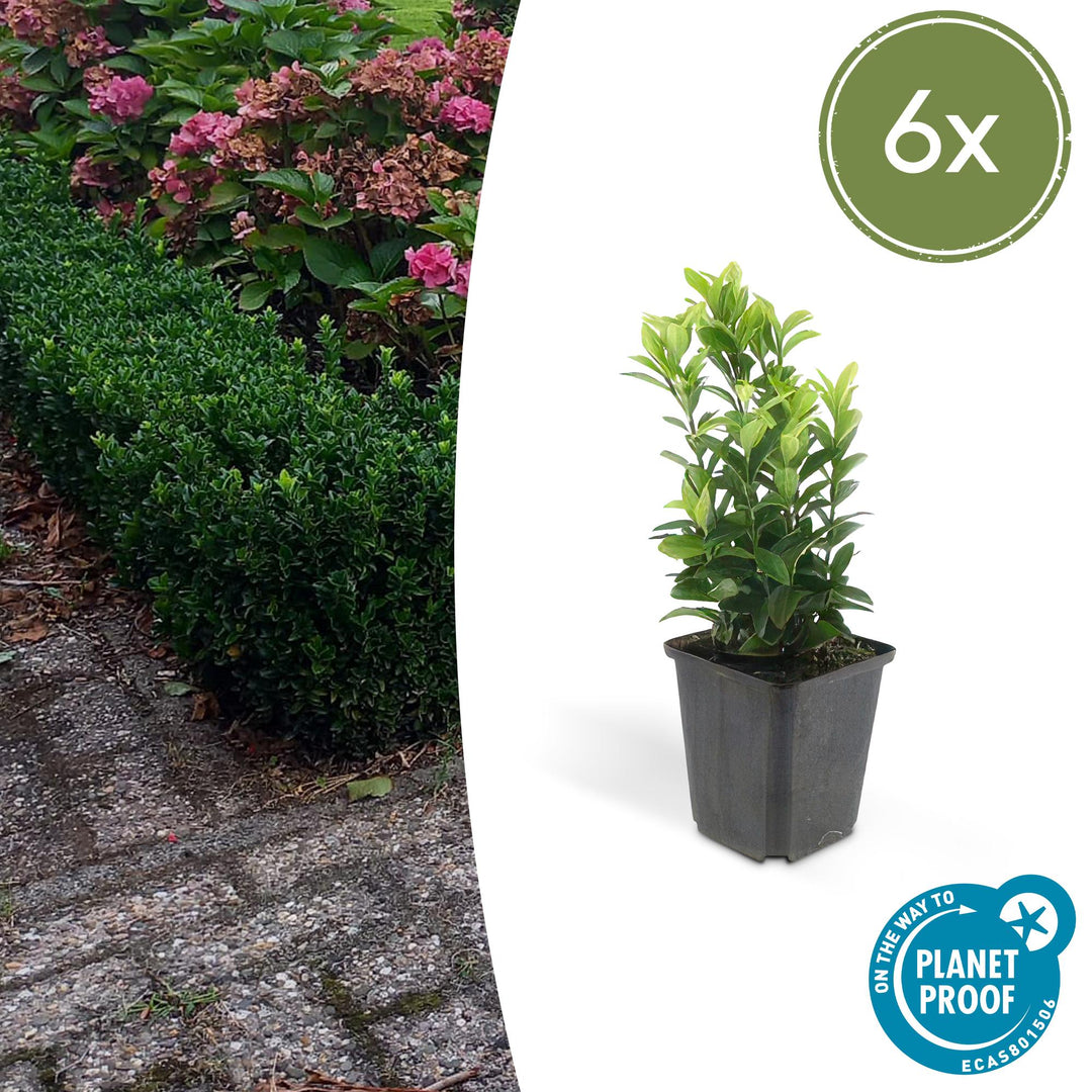 Six Japanese euonymus Green Spire plants with bright green narrow leaves in grey square pots, approximately 10-25cm tall