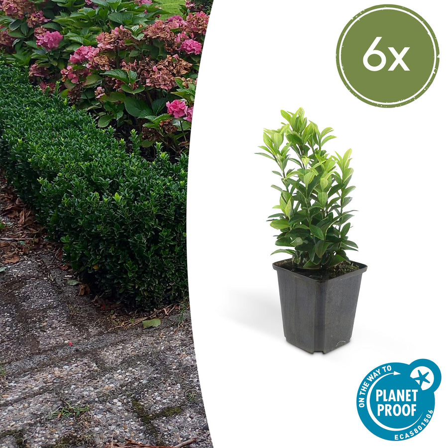 Six Japanese euonymus Green Spire plants with bright green narrow leaves in grey square pots, approximately 10-25cm tall