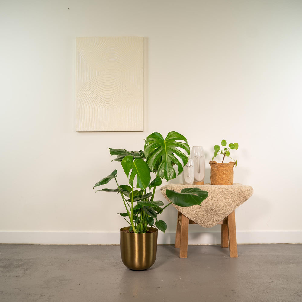 Large split and fenestrated leaves close-up of Monstera Deliciosa + Pot Mayk Gold - ↨80cm - Ø21cm