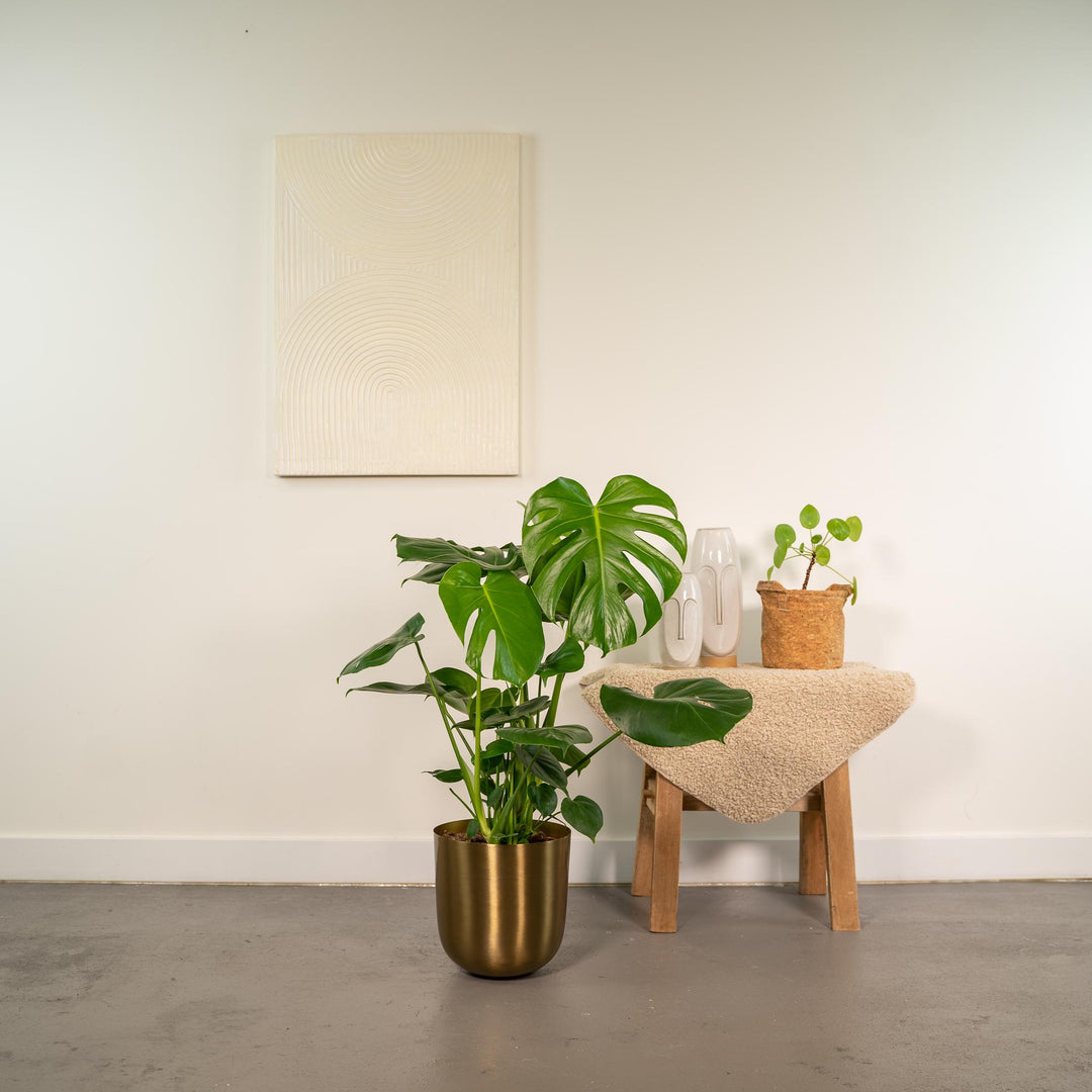 Large split and fenestrated leaves close-up of Monstera Deliciosa + Pot Mayk Gold - ↨80cm - Ø21cm