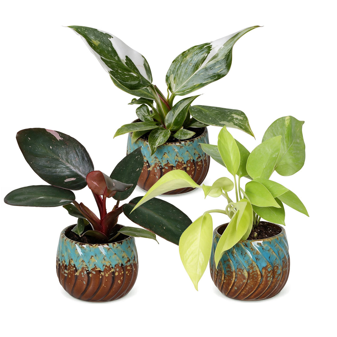 Baby Philodendron Tricolour indoor plant trio, pack of 3, image 2