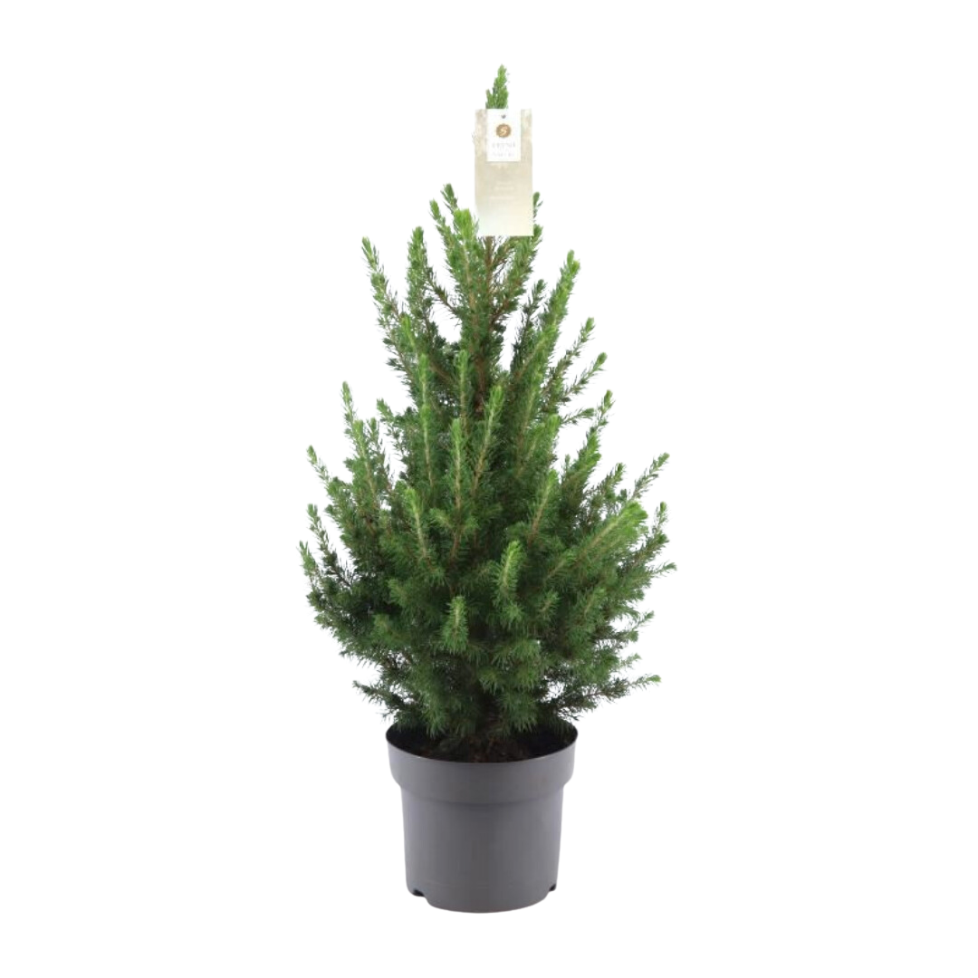 Potted Christmas Tree 70cm - Dwarf Picea Glauca Conica Spruce