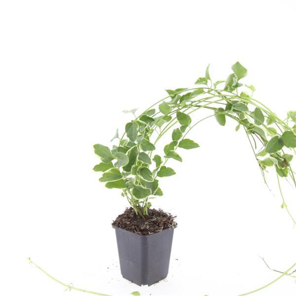 Vinca major 'Variegata' plant in a 9cm black pot, featuring green and creamy white variegated leaves, 10-25cm tall.