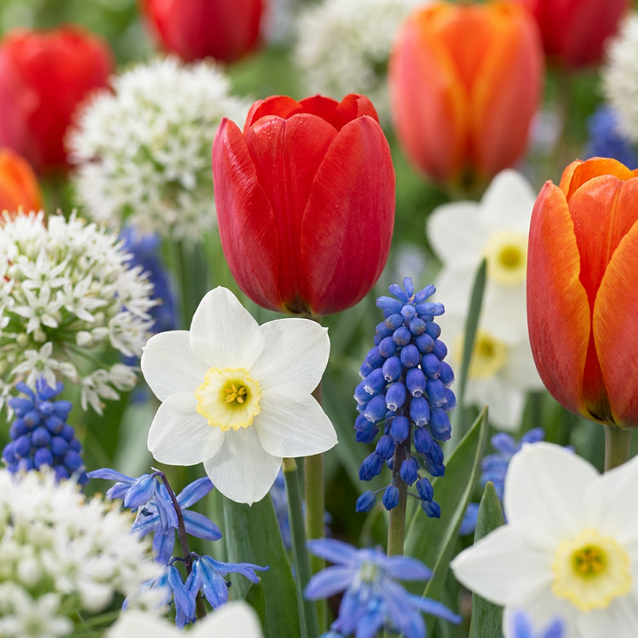 Dutch Bulb Garden Collection: a mixed Dutch bulb border in full flower, 1000-bulb pack for Irish gardens