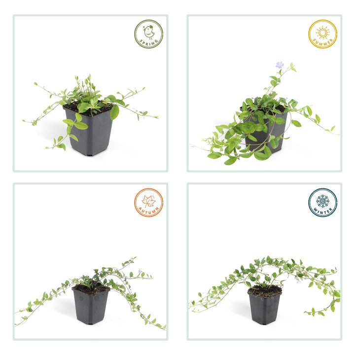 40x Vinca Minor Plants - Evergreen Ground Cover - 10-25cm