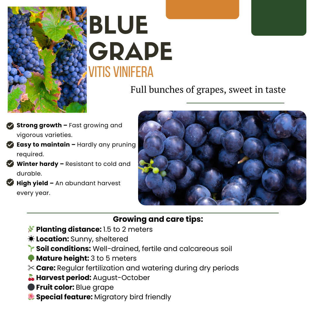 6 organic grape plants in 13 cm pots, 20 cm tall, featuring blue grapes, by Everspring.