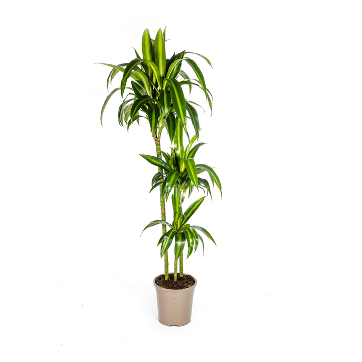 Dracaena Deremensis Hawaiian Sunshine 130-150cm — Dragon Tree in 24cm pot
