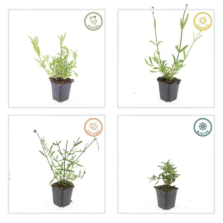 48x Verbena bonariensis - ↕10-25cm - Ø9cm