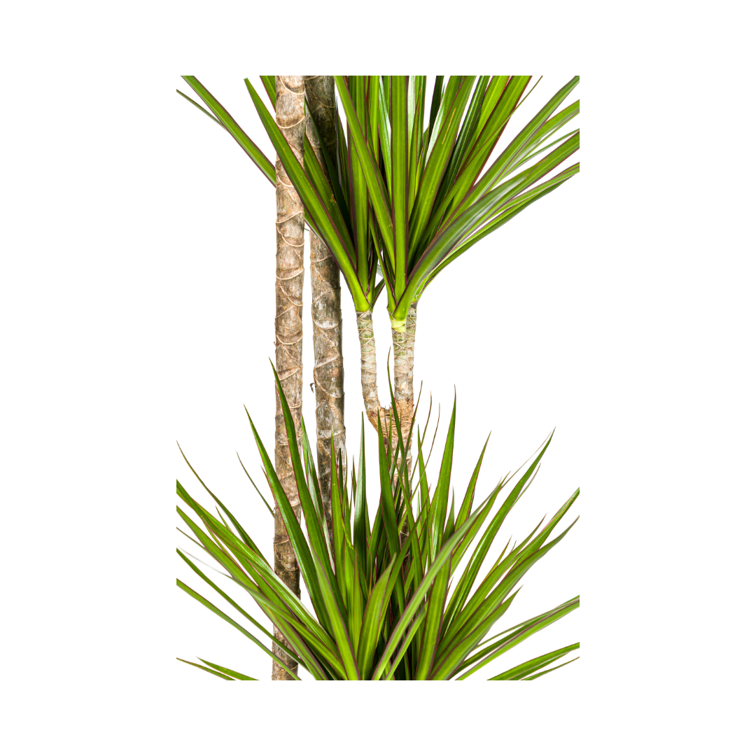 Dragon Tree (Dracaena marginata) - view 2