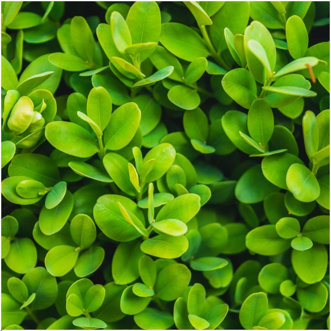 Buxus sempervirens hedge pack, 6 plants in 12cm pots - view 3