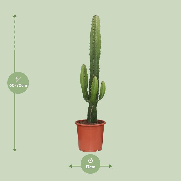 Euphorbia Acrurensis 50cm — African Milk Tree in 17cm pot