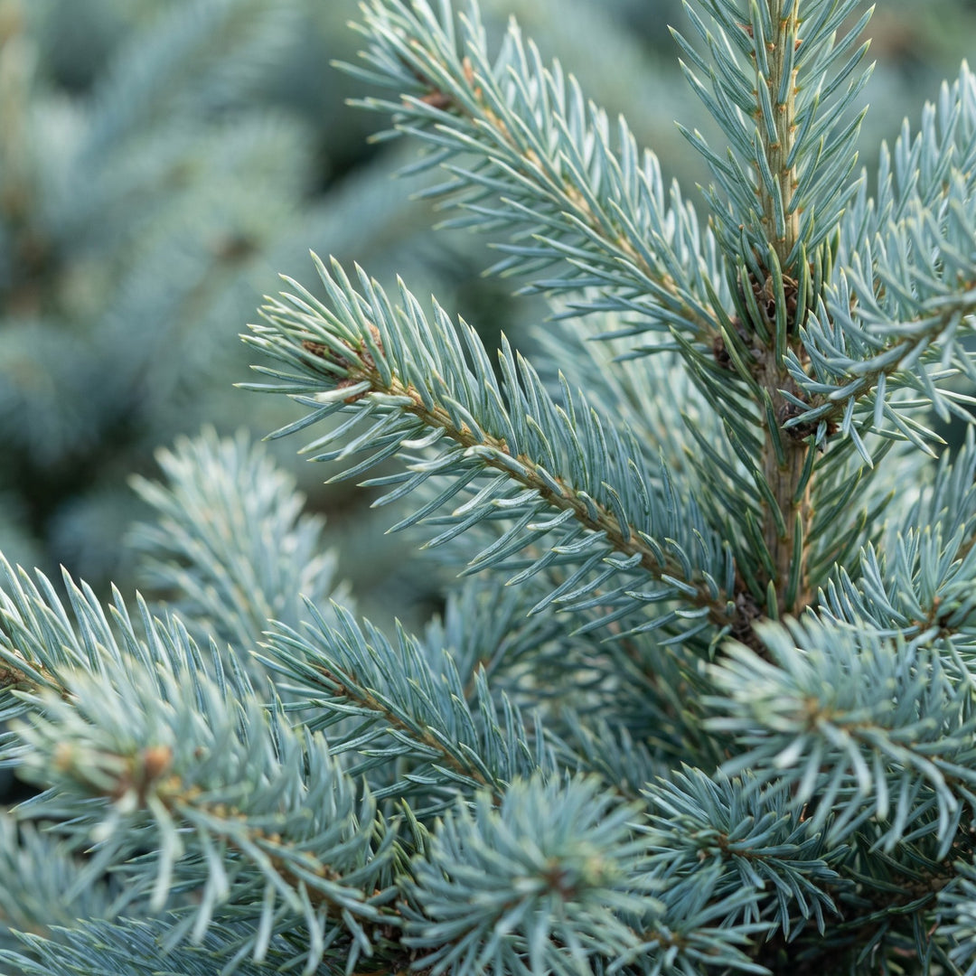 Pack of 2 potted blue spruce Christmas trees, 60cm in 23cm pots - view 4