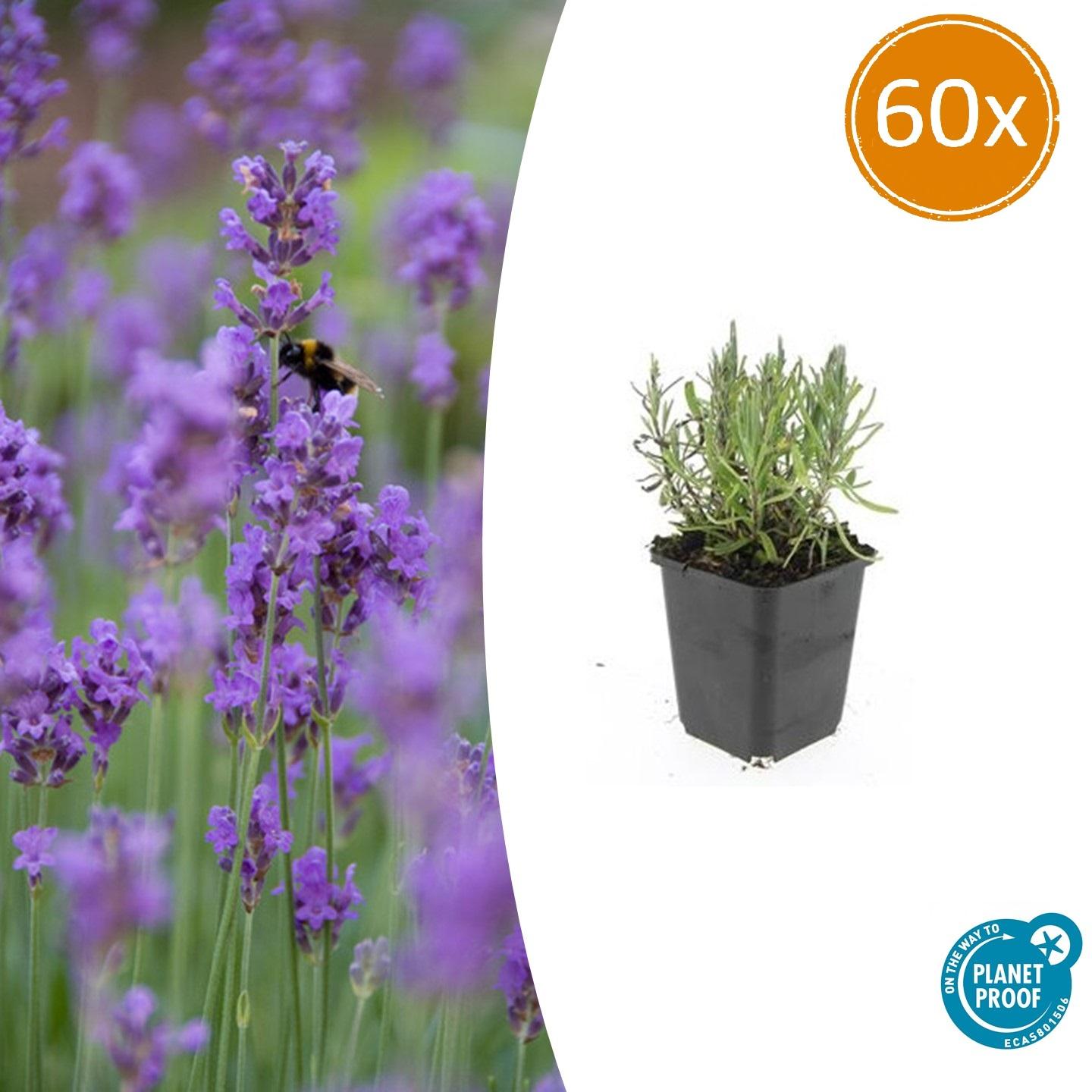 lavender plants for sale dublin 60x Lavandula Munstead Purple | 9cm Pots