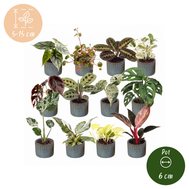 Baby Plants Surprise Box, 12 tropical plants in 6cm pots, image 5